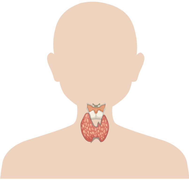 Thyroid Function Blood Test