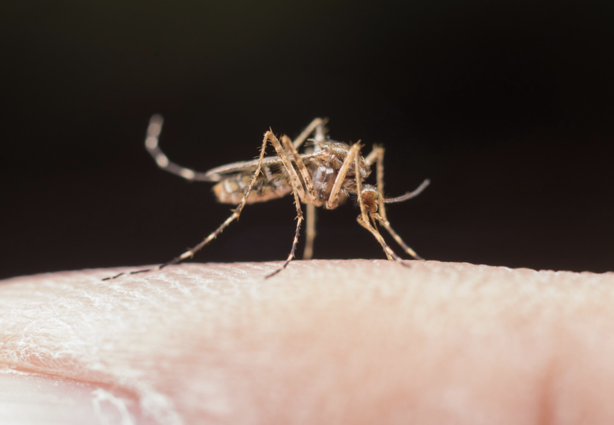 Malaria – Atovaquone/proguanil
