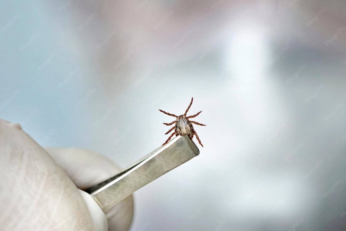 Tick Borne Encephalitis