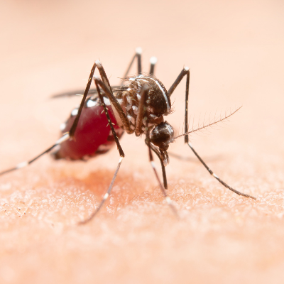 Malaria Prevention Treatment